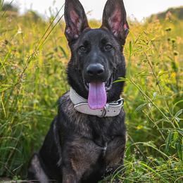 German Shepherd All Grown Up from Sonnengold German Shepherds