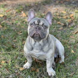 Louie - French Bulldog