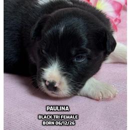 Paulina - Black tri-color female Australian Shepherd puppy in Bethany, Connecticut from Wynter Thyme Manor Australian shepherds