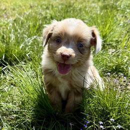 Ember - Red merle female Miniature Australian Shepherd puppy in Michie, Tennessee from Acton Aussies