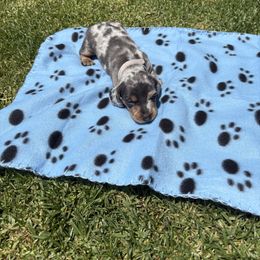 Dachshund Puppies from TLC Dachshund