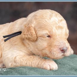 Boy 4 - male Bernedoodle puppy in Connersville, Indiana from Deaz Doodle Ranch