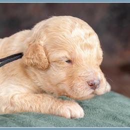 Boy 4 - male Bernedoodle puppy in Connersville, Indiana from Deaz Doodle Ranch