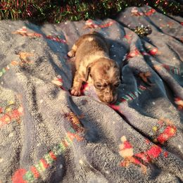 Joy - Dapple female Dachshund puppy in Cardington, Ohio from A & J Miniature Dachshunds & Bulldogs