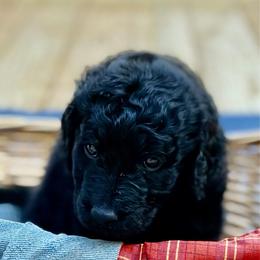 Cobbler - Black male Goldendoodle puppy in Beech Bluff, Tennessee from White Oak Kennel