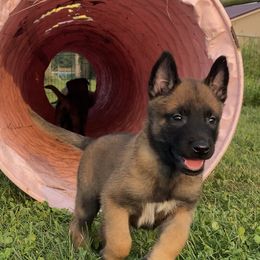 Belgian Malinois and German Shepherd Puppies from Madhouse’s Belgian Malinois and German Shepherds
