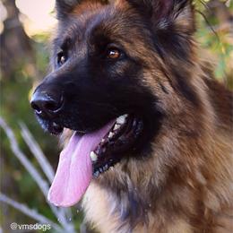 Mila - German Shepherd