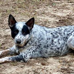 Indy - Australian Cattle Dog