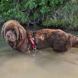 Oso - Newfoundland