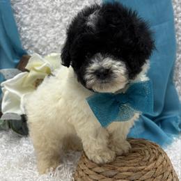 Ramsey - Parti male Poodle puppy in West Plains, Missouri from Puppies-4U