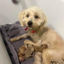 Midas - Cream male Goldendoodle puppy in Rienzi, Mississippi from Saddle Hill Farms