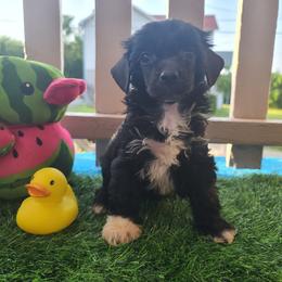 Ppm2 - Black and white male Chinese Crested puppy in New Castle, Pennsylvania from Long Haul Cresteds & Long Rotts