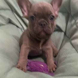 Misty - Blue fawn female French Bulldog puppy in Santa Rosa County, Florida from Florida Frenchies By the Sea, LLC