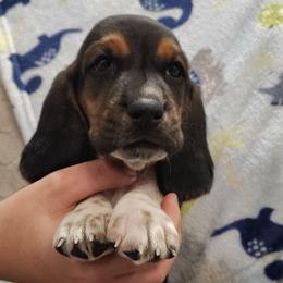 Maximus - Black brown and white male Basset Hound puppy in Newton Grove, North Carolina from MGA Basset Hound