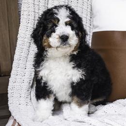 Light Blue Collar Boy - Tri-color Bernedoodle puppy in Hebron, Indiana from Duneland Doodles