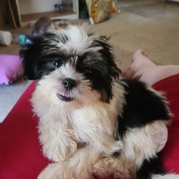 Mal-Shi, Maltese, and Shih Tzu Puppies from Natalie's Happy Fur Paw Shih-Tzues and More