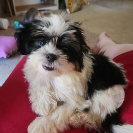 Mal-Shi, Maltese, and Shih Tzu Puppies from Natalie's Happy Fur Paw Shih-Tzues and More
