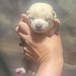 Sora - Cream male Shiba Inu puppy in Inverness, Florida from Shore Thing Shiba’s