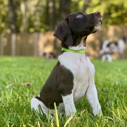 Rocky-Green Collar - Liver and white male German Shorthaired Pointer puppy in Conroe, Texas from Tipsy Rabbit GSP TopDog Kennel