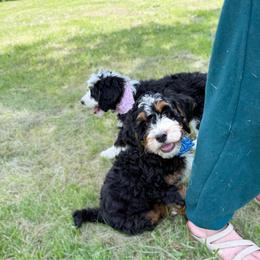 Male 2 - Tri-color male Bernedoodle puppy in Wamego, Kansas from Doodles of Oz