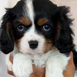 Charlie girl - Tri-color female Cavalier King Charles Spaniel puppy in Yuciapa, California from AlltheDoodlez_