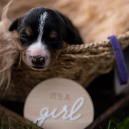 Chloe - Black white and tan female Entlebucher Mountain Dog puppy in Corvallis, Oregon from Feather Farm's Entles