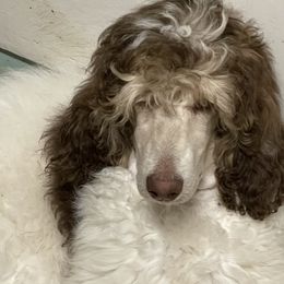 Olivia - Poodle