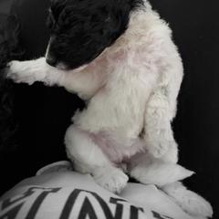 Double Doodle and Poodle Puppies from Perfect Poodles and Doodles LLC