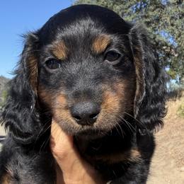 Dachshunds from HD Ranch Dachshunds