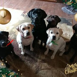 Labrador Retrievers from Swift Run Labs