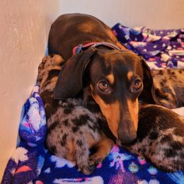 Dachshunds from Living Hope Dobies and Doxies