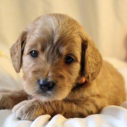Bernedoodle, Goldendoodle, and Poodle Puppies from Raintree Standard Poodles & Mini Doodles