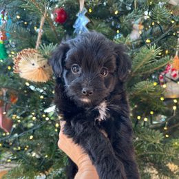 Moose - Black and white male Aussiedoodle puppy in Kalamazoo, Michigan from Creekside Ranch