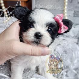 Korean Meadow - Black and white female Mal-Shi puppy in Barren Springs, Virginia from Seeking Shalom Acres Maltese, Maltipoos & Havamalts