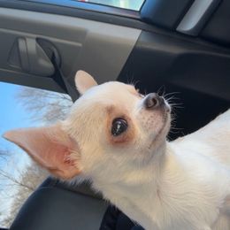 Tiny - Chihuahua