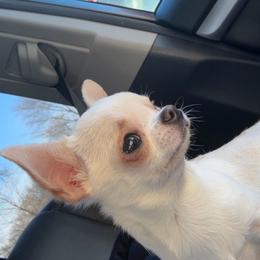 Tiny - Chihuahua