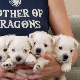Welsh Terriers and West Highland White Terriers from Dragon Shield Terriers