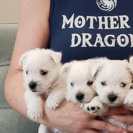 Welsh Terriers and West Highland White Terriers from Dragon Shield Terriers