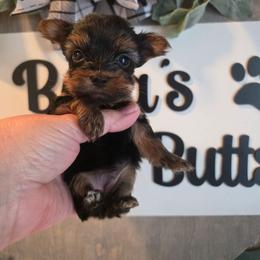 Journee akc champion lines - Black and gold female Yorkshire Terrier puppy in Clermont, Florida from Bella's Prissy Butts