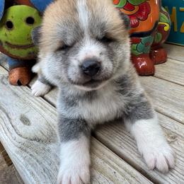 Girl 2 - Red female Japanese Akitainu puppy in Payson, Utah from Havoc Akitas