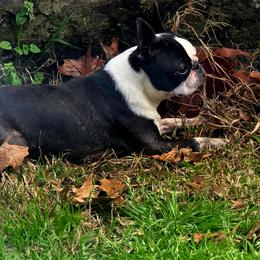 Abe - Boston Terrier