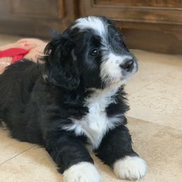 Aussiedoodle, Cavalier King Charles Spaniel, and Toy Australian Shepherd Puppies from Triple Cross Aussies Triple Across Aussiedoodles Cair Paravel Cavaliers