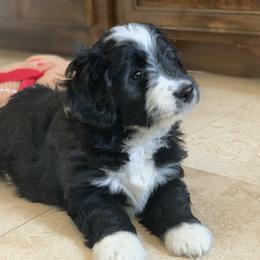 Aussiedoodle, Cavalier King Charles Spaniel, and Toy Australian Shepherd Puppies from Triple Cross Aussies Triple Across Aussiedoodles Cair Paravel Cavaliers