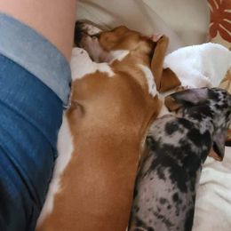 Dachshunds from Sylvia Courtney's Dachshund