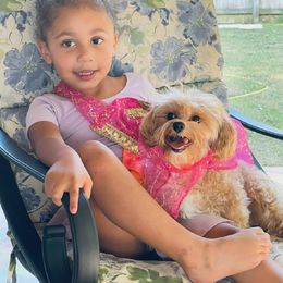 Maltipoo All Grown Up from Christina's Maltipoos