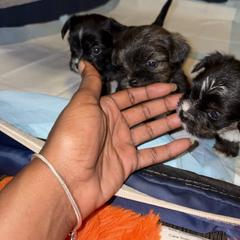 Shorkie Puppies from Sharlena Henderson