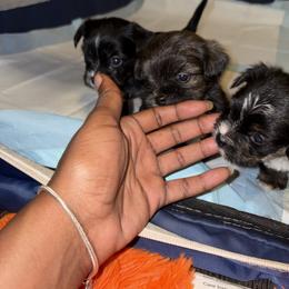 Shorkie Puppies from Sharlena Henderson
