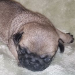Boy 4  COMET - Fawn male Pug puppy in Gadsden, Alabama from Carla's Pugs