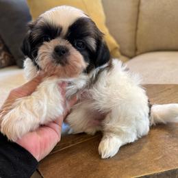 AKC - Nacho Champion Bloodline - Tricolor male Shih Tzu puppy in Long Beach, California from Prieto Shih-Tzu's