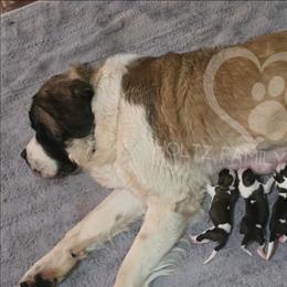 Saint Bernard puppies from Holtz Family Saints